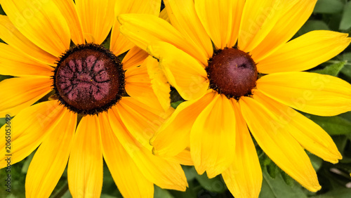 Tableau sur toile Close up of rudbeckia flower head.