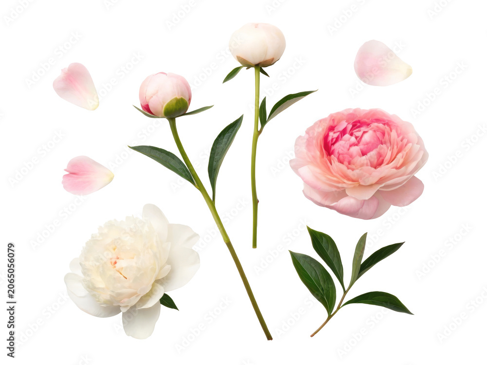Obraz premium Soft pink and white peony flowers with petals isolated collection
