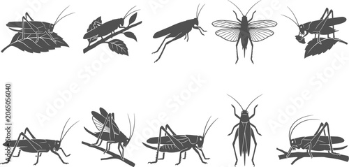 Fotografía Grasshopper and locust silhouettes set perched on leaves and twigs on transparen
