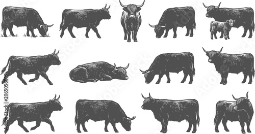 Photos Highland cow silhouettes and hand-drawn sketches set grazing on transparent back