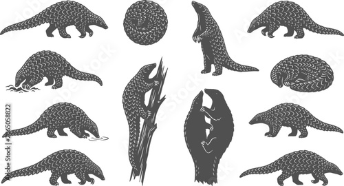 Konstfotografi Pangolin mammal silhouettes crawling climbing and curling up on a transparent ba