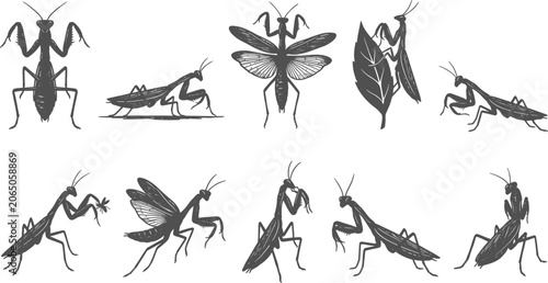 Fotografija Praying mantis silhouette set depicting predatory insects flying climbing leaves