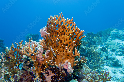 Picturesque, colorful coral reef at bottom of tropical sea, various species of corals with great yellow fire coral, underwater landscape