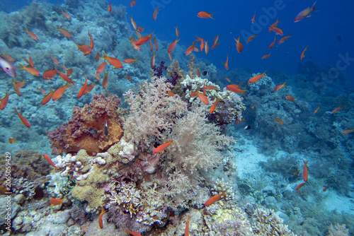 Coral reef ecosystem with colorful coral formations, broccoli coral and fish anthias in tropical water, underwater landscape
