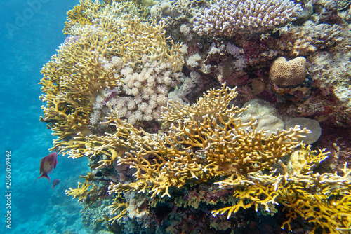 Picturesque, colorful coral reef at bottom of tropical sea, various species of corals with great yellow fire coral, underwater landscape