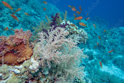 Coral reef ecosystem with colorful coral formations, broccoli coral and fish anthias in tropical water, underwater landscape