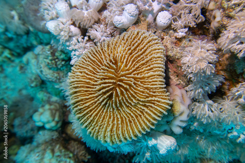 Coral reef ecosystem with impressive coral Fungia in clean tropical water, underwater landscape