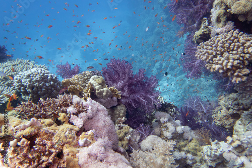 Tropical coral reef garden, marine life with colorful corals and fish in clear blue water, beauty of underwater world