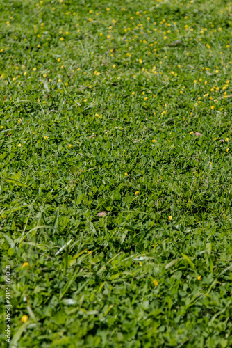 Expanse of green grass in the garden with a vertical camera shoot for social media elements