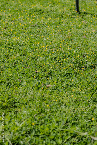 Expanse of green grass in the garden with a vertical camera shoot for social media elements