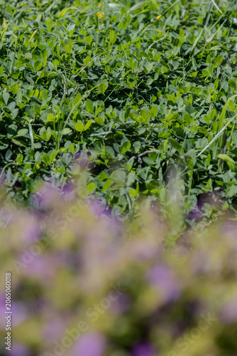 Expanse of green grass in the garden with a vertical camera shoot for social media elements