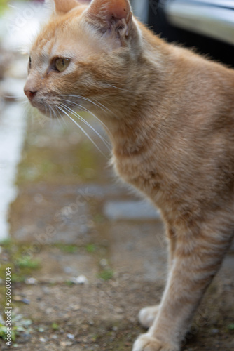 A cat is cleaning itself with a vertical camera shoot for social media elements