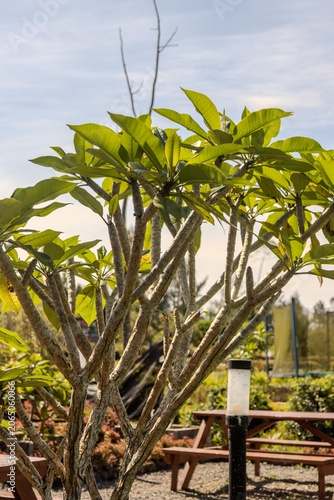 Frangipani plant in the garden with a vertical camera shoot for social media elements