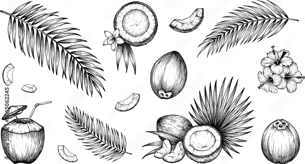 Obraz premium Tropical coconut and palm leaf collection, vintage botanical engraving vector illustration set for packaging