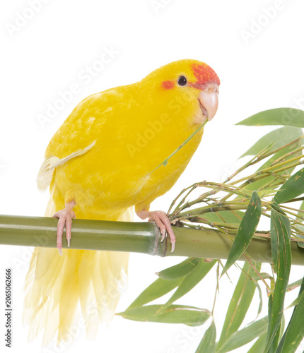 Fotografija Red-fronted Kakariki parakeet