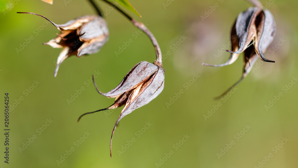 Obraz premium Close-up of dried seed capsules