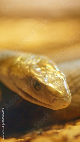 Black mamba snake flicking its forked tongue