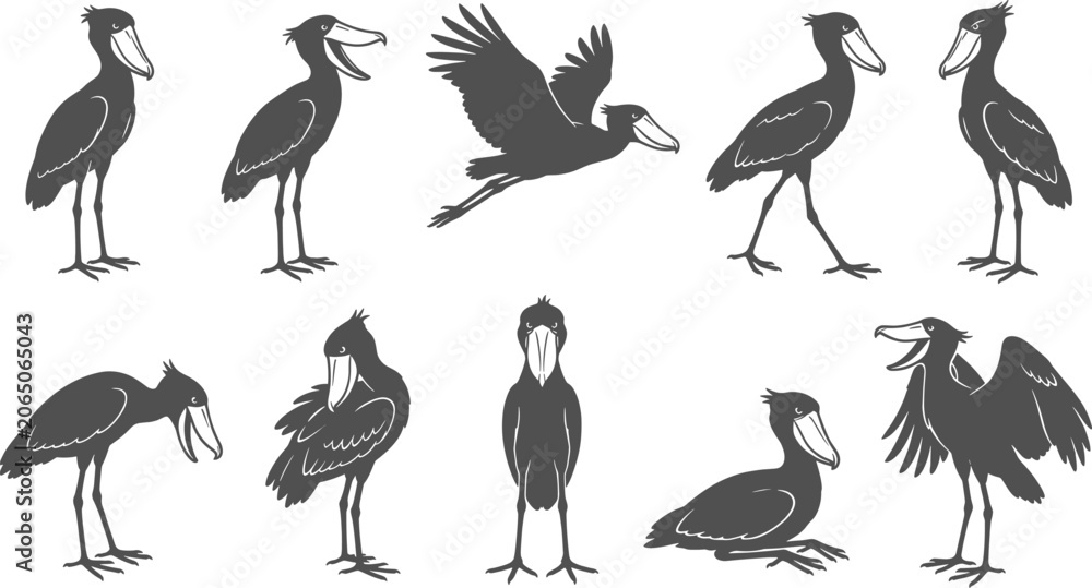 Obraz premium Shoebill stork bird silhouettes and drawings set showing standing and flying poses on white