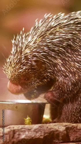 Close up of an arboreal porcupine eating from a bowl