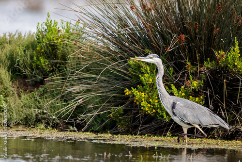 Grey heron (Ardea cinerea) hunting in a lagoon in the nature protection area Marais du Vigueirat in the Camargue, France.