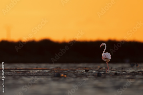 Greater flamingo (Phoenicopterus roseus) in the orange glowing backlight of the setting sun, standing in a lagoon in the Camargue, France.