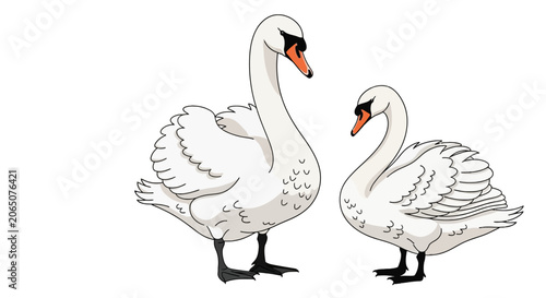 Foto Pair of white swans standing together