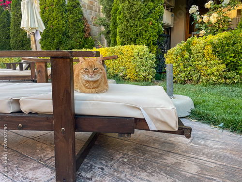 Horizontal eye level shot of a fluffy ginger tabby cat lying in a loaf position on a white cushion of a wooden sunbed in a green garden resort