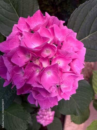 Vertical macro close up shot of a vibrant pink hydrangea flower head blooming with dense delicate petals surrounded by dark green leaves