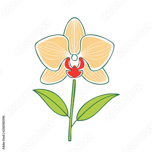 Peach Orchid Flower with Green Leaves Illustration