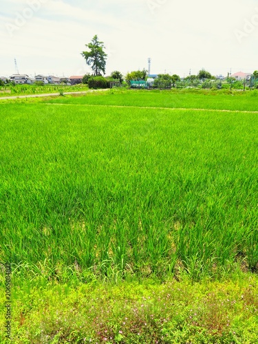 初夏の風に吹かれる朝の首都圏近郊の青田風景