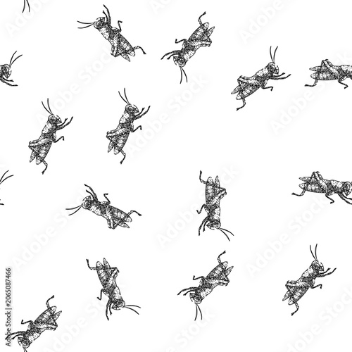 seamless pattern jumping grasshopper hand drawn. herbivore metamorphosis, nymph camouflage, swarming locust jumping grasshopper black sketch illustration
