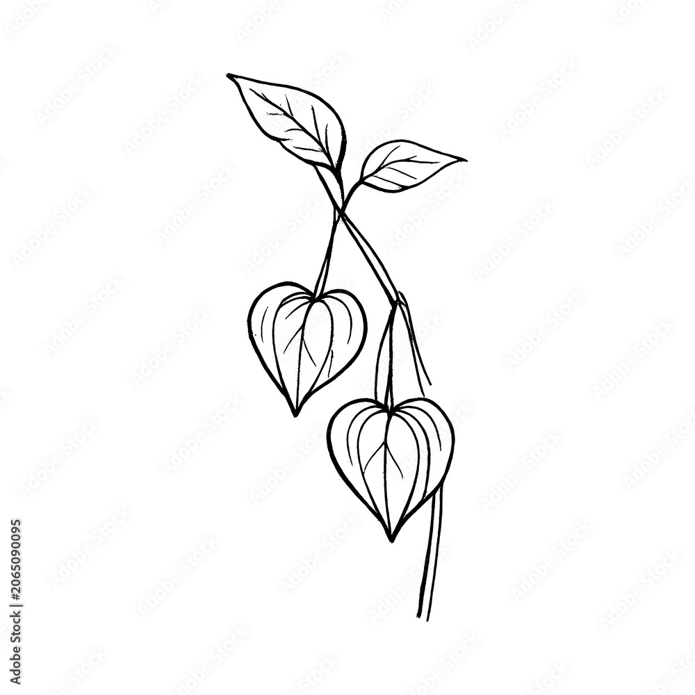 Fototapeta premium PNG Minimalist botanical line art