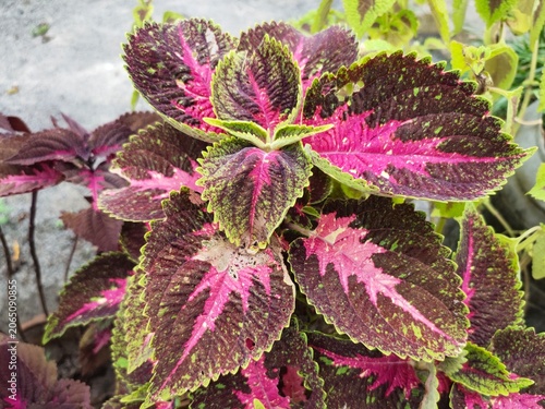 Konstfotografi The beauty of the leaves of the Coleus plant, also known as Coleus scutellarioides or Miana, in the garden