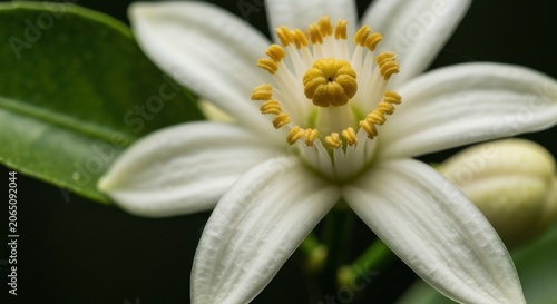 Macro shot of a white citrus bloom with yellow stamen, dark background