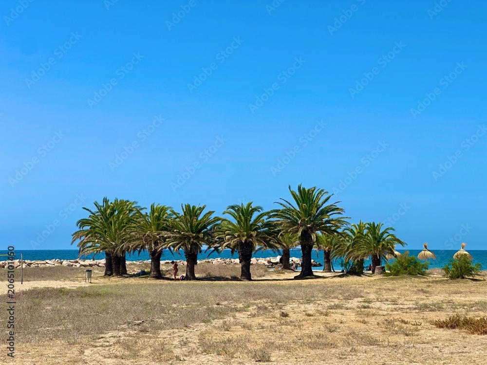 Fototapeta premium palm trees on the beach