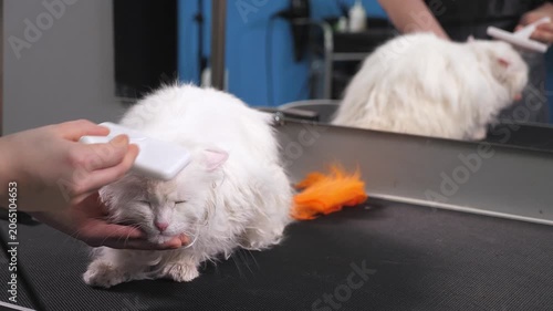 A female groomer is taking care of a white cat. She is using a hairdryer to dry the cat's coat on a table in the pet salon.