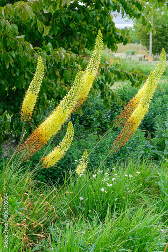 Eremurus Ruiter Hybride Moneymaker Habitus in Vollblüte