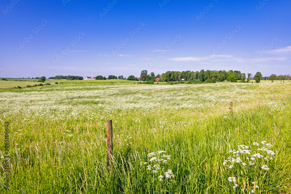 Fototapeta premium Rural landscape view a sunny summer day with flowering meadows