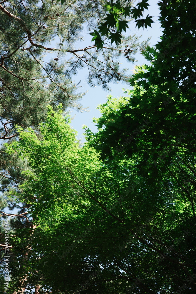 Fototapeta premium Looking Up Through Pine Tree Branches and Maple Leaves Against Blue Sky in Forest