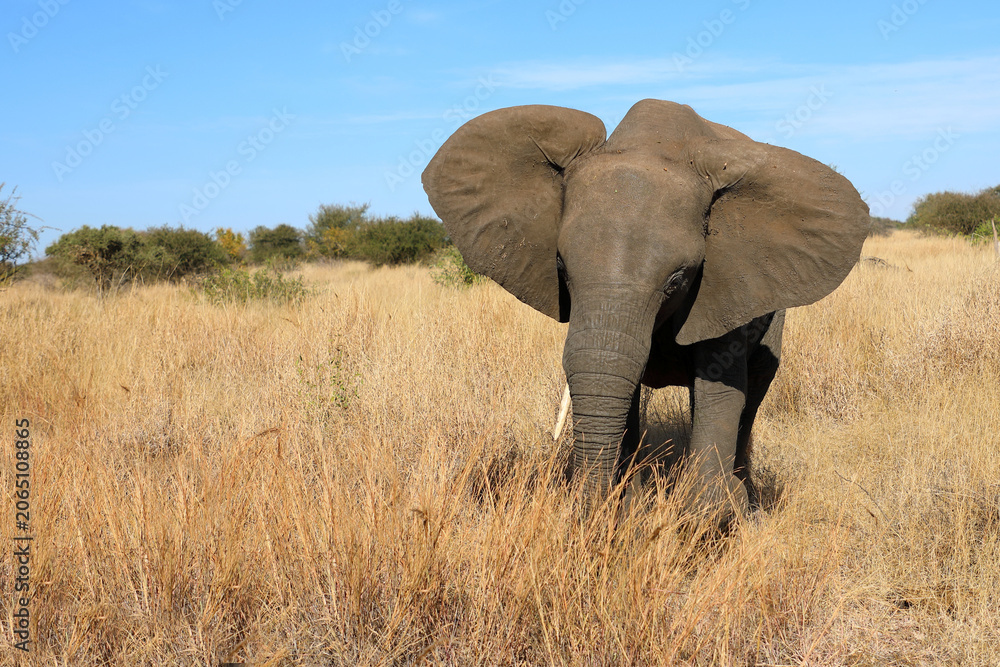 Fototapeta premium Afrikanischer Elefant / African elephant / Loxodonta africana