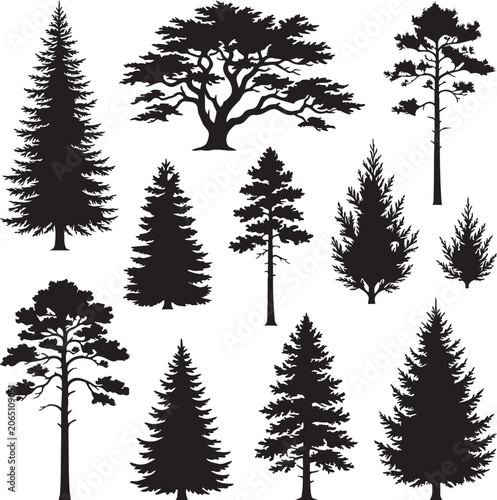 Foto Collection of diverse evergreen coniferous trees in silhouette against a white b
