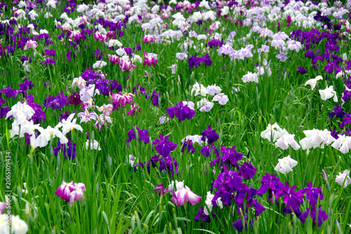 花菖蒲