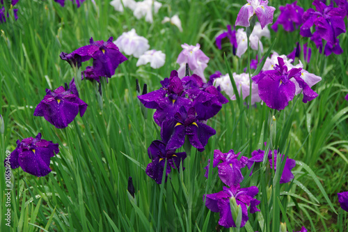 Fotografie 花菖蒲