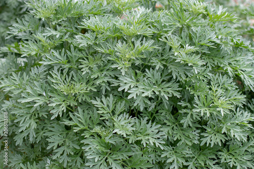 Fotografie Silvery Artemisia absinthium plants with textured leaves