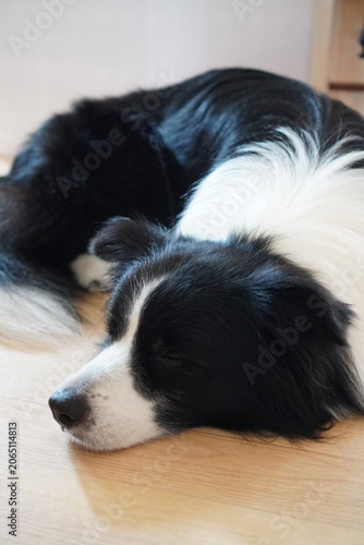 Sleeping Border Collie Relaxing on Wooden Floor