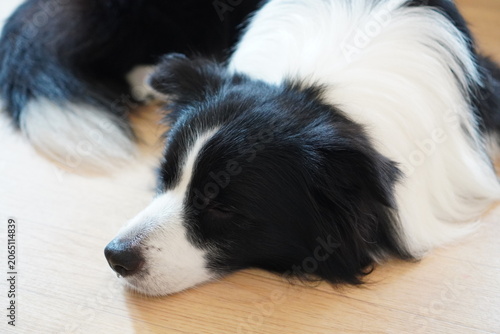 Sleeping Border Collie Relaxing on Wooden Floor