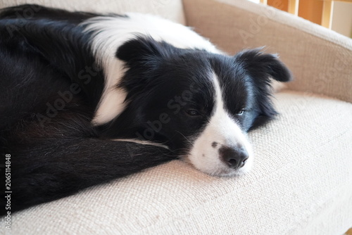 Sleeping Border Collie Relaxing on a Sofa at Home