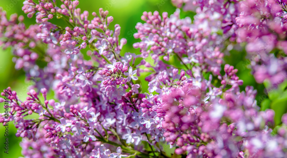 Obraz premium Pink lilac blooms in the Botanical garden 