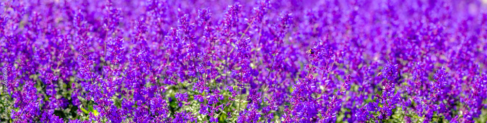 Obraz premium Natural background of small purple flowers 
