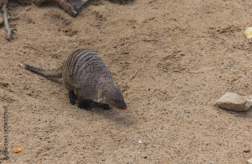 Картината върху платно A zebra mongoose (Mungos mungo) on sandy ground